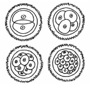 Hình 1 - Sự phân chia tế bào mầm